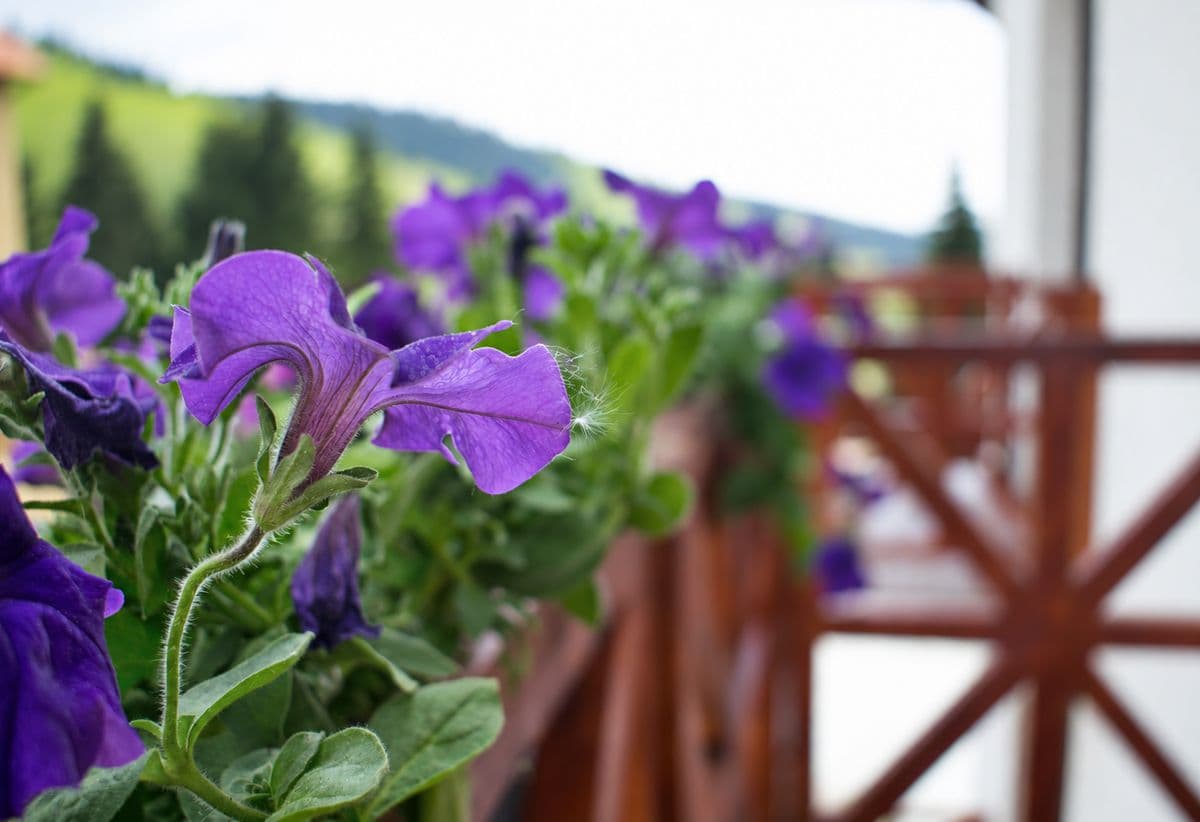 Purple petunias on the wooden balcony, with the spruce-covered hills behind
